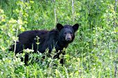 Black bear in summer foliage