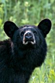 Black bear sniffing the air for a scent