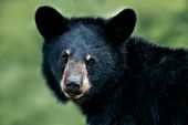Yearling black bear portrait