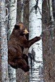 Cinnamon black bear descending an aspen tree