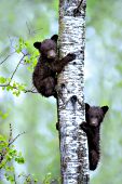 Two cinnamon bear cubs climbing as aspen tree after a rainstorm