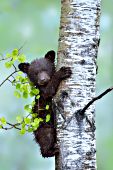 Cinnamon bear cub climbing as aspen tree after a rainstorm