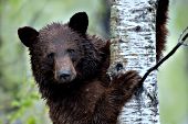 Wet cinnamon bear standing up against as aspen tree