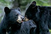 Black bear mom & cub nuzzling one another