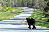 Black bear walking on a highway in one of Canada's national parks