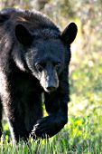 Adolescent black bear walking through grass while backlit