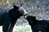 Yearling bear cub looking up at itsmom