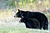 Black bear mother & yearling cub