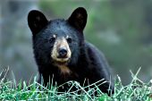 Yearling black bear cub resting in grass