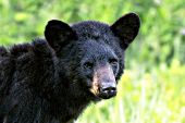 Female black bear in summer folage