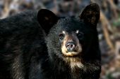 Yearling black bear cub in spring