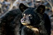 Yearling black bear cub in spring