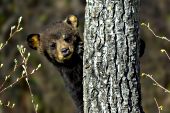 Brown black bear cub climbing a tree