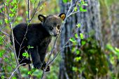Shy bear cub playing in a small tree