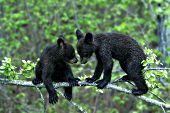 Twin bear cubs climbing on a branch