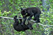 Acrobatic bear cubs playing on a branch