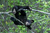 Acrobatic bear cub hanging upside-down on a branch