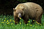 Color phase black bear eating dandelions