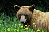 Color phase black bear resting in grass and dandelions