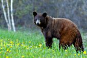 Color phase black bear in a field of dandelions
