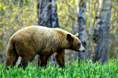 Color phase black bear walking at the edge of the forest