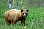 Color phase black bear in a grassy meadow