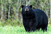 Large boar black bear sniffing the air