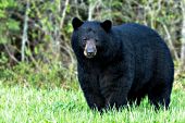 Large boar black bear
