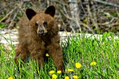 Yearling cinnamon black bear in grass and dandelions