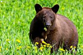 Cinnamon black bear eating dandelions