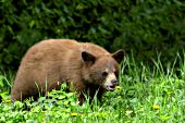 Cinnamon black bear cub eating dandelions