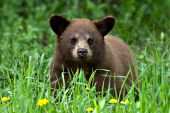 Cinnamon black bear cub in grass & dandelions