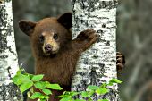 Cinnamon black bear cub in aspen tree