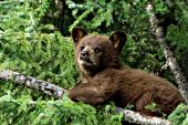 Cinnamon colored black bear cub in a spruce tree