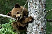 Cinnamon black bear cub chewing on a branch