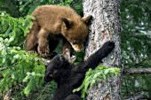 Sibling bear cubs playing in a spruce tree