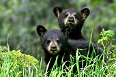 Sibling bear cubs playing in grass
