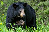 Black bear mother and cub