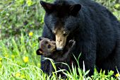 Black bear cub nuzzling its mother