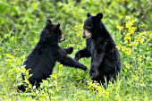Yearling bear cubs wrestling & playing together