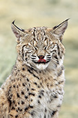 Bobcat sticking its tongue out while its eyes are closed