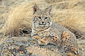 Bobcat resting on a boulder