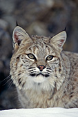 Bobcat resting in snow