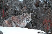 Bobcat