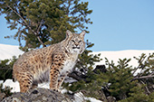 Bobcat in winter