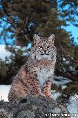 Bobcat