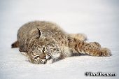 Bobcat lying in the snow