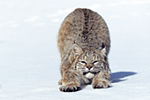 Bobcat stretching in the snow