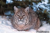 Bobcat resting under pine tree (winter)