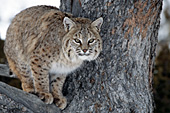 Bobcat in tree